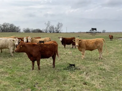 cattle listing photo