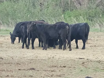 cattle listing photo