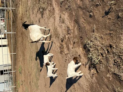 cattle listing photo