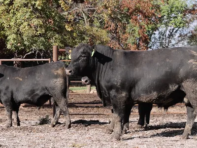 cattle listing photo