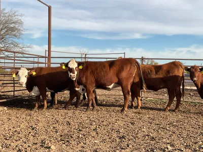 cattle listing photo