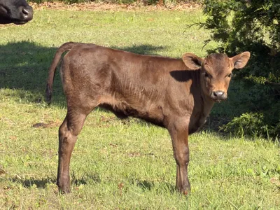 cattle listing photo