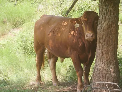 cattle listing photo