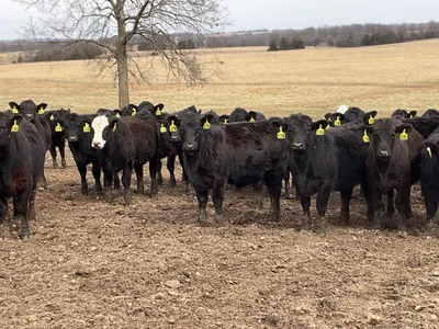 cattle listing photo