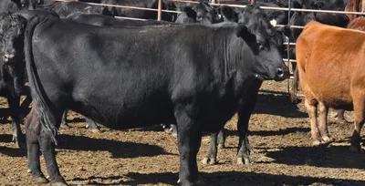 cattle listing photo