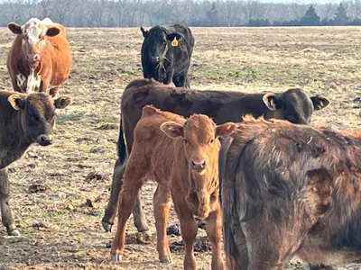 cattle listing photo