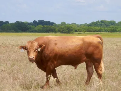 cattle listing photo
