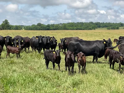 cattle listing photo