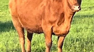 cattle listing photo