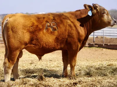 cattle listing photo