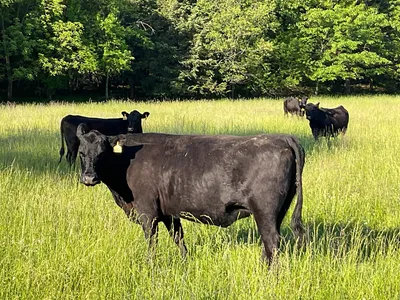 cattle listing photo