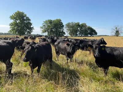 cattle listing photo