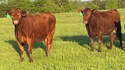cattle listing photo