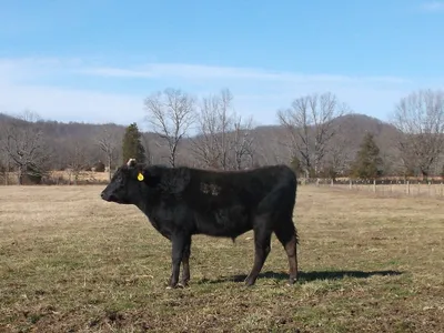 cattle listing photo