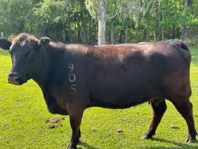 cattle listing photo