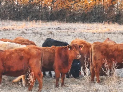 cattle listing photo