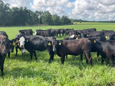 cattle listing photo