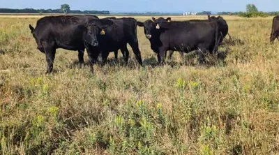 cattle listing photo