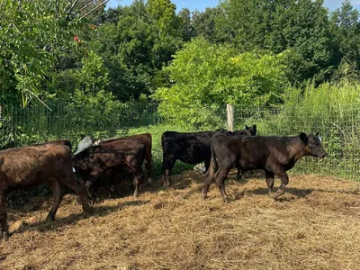 cattle listing photo