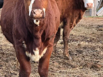 cattle listing photo