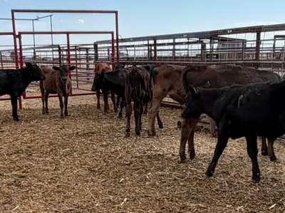 cattle listing photo
