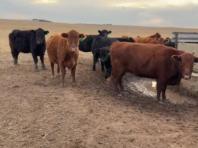 cattle listing photo