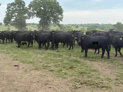 cattle listing photo