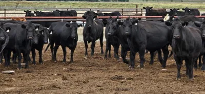cattle listing photo