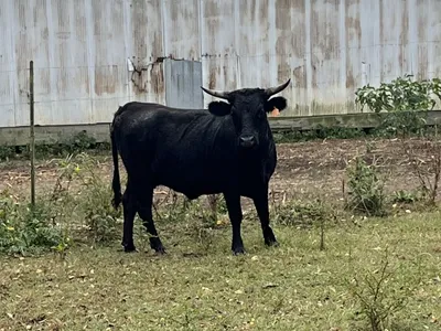 cattle listing photo