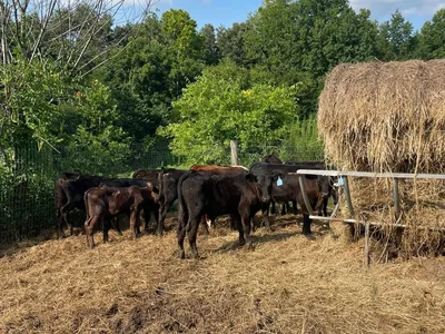 cattle listing photo