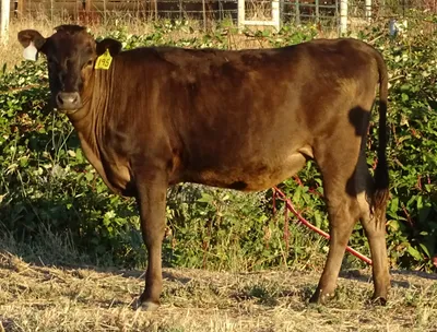 cattle listing photo