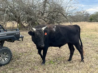 cattle listing photo