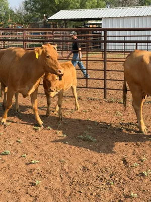 cattle listing photo