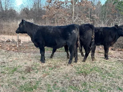 cattle listing photo