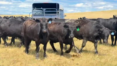 cattle listing photo