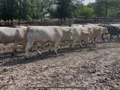 cattle listing photo