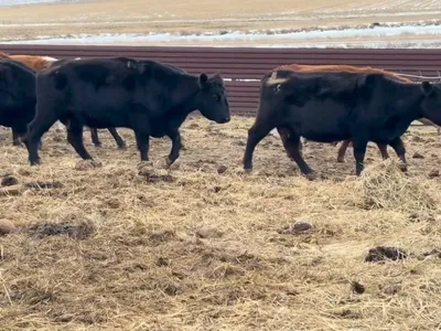 cattle listing photo