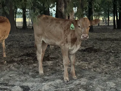 cattle listing photo