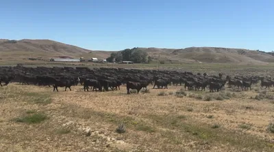 cattle listing photo