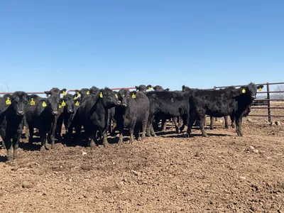 cattle listing photo