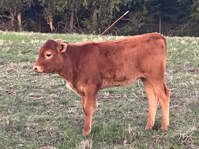 cattle listing photo