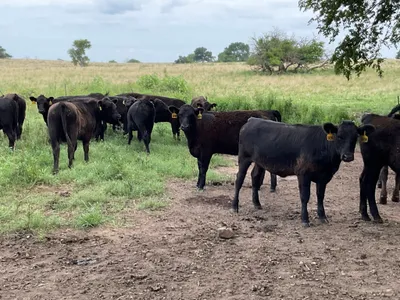 cattle listing photo