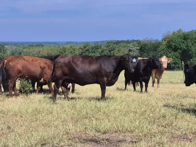 cattle listing photo