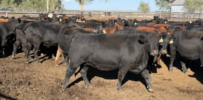 cattle listing photo