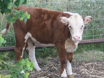cattle listing photo