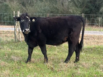 cattle listing photo