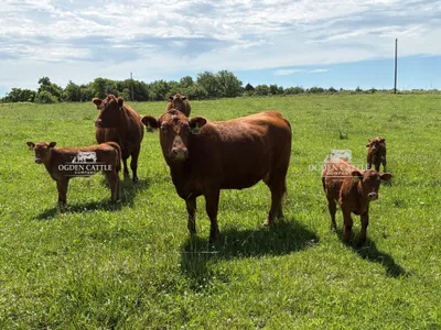 cattle listing photo