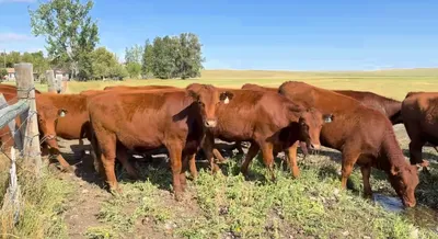 cattle listing photo