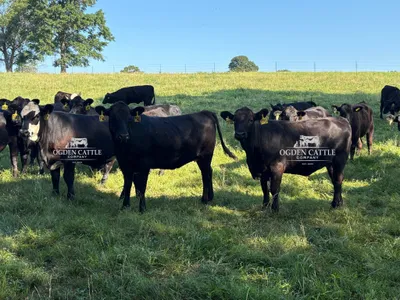 cattle listing photo