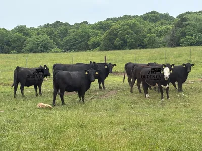 cattle listing photo
